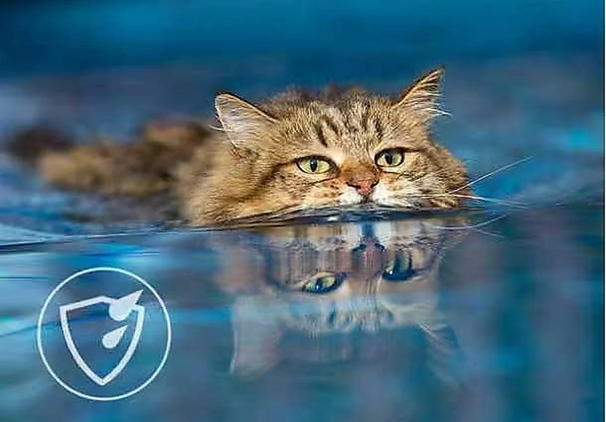 Splash-resistant tracker on a cat